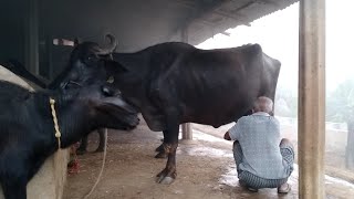 buffalo milking by hand in rural village from first to last buffalofarm buffalomilkingbyhand [upl. by Lurette]