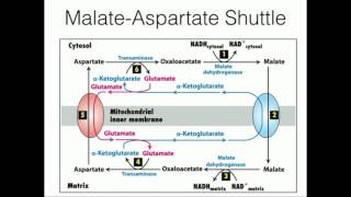 Shuttle Systems Biochemistry  MalateAspartate Shuttle  Glycerol 3 Phosphate Shuttle  CSIRNET [upl. by Nnyllatsyrc]