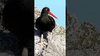 Why do black oystercatchers only have three toes [upl. by Aihtibat273]