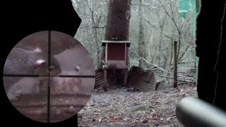 Pest Control with Air Rifles  Scope Cam Squirrel Shooting  An Element of Luck [upl. by Collete]