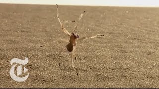 Tumbling Spider Newly Discovered Species Flips Out of Danger  ScienceTake  The New York Times [upl. by Vasos714]