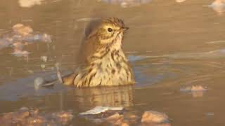 Meadow Pipit Pispola Anthus pratensis [upl. by Mussman]