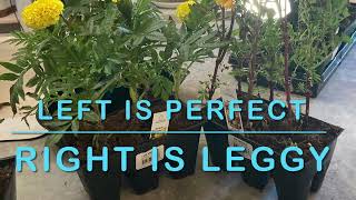 How to Fix Leggy 🌼 Marigolds 🌼 from Campbell’s Freedom Farm [upl. by Brok]