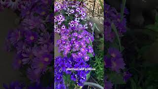 Osteospermum pericallis blooming in March 262024 [upl. by Alard]