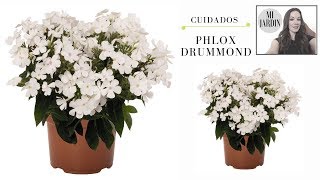 Phlox drummondii [upl. by Lierbag682]