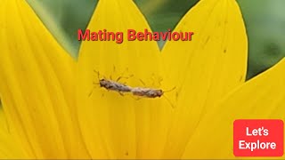 Mating Behaviour In Bug  Insect Behaviour [upl. by Noby348]