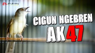 CIGUN GACOR NEMBAK SUPER NGEBREN [upl. by Damien]