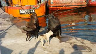 sea lions vs dogs [upl. by Hgiel380]