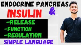 Insulin Hormone Hindi  INSULIN HORMONE PHYSIOLOGY  Function of INSULIN ENDOCRINE PANCREAS [upl. by Atiloj314]