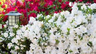 Azaleas y rododendros cuidados y plantación en el jardín  Bricomanía  Jardinatis [upl. by Gerard216]