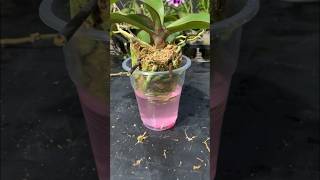 Growing orchids in water will produce many flower buds garden orchid [upl. by Eidoj]