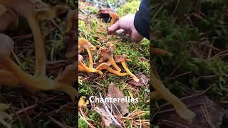 Chanterelles in Finland finland mushroom foraging fungi nature food autumn stressrelief [upl. by Arria]