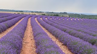 Valensole  Champe de lavande  France [upl. by Alohs]