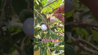 📱8421426115☎️⁠⁠telugu Tella jeedi ginjala seeds Available all test video [upl. by Sregor]