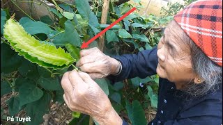 The Old Woman Fished Harvested Winged Bean ampSolanum Procumbens To Cook Life In The Rural Mountains [upl. by Sallyanne]