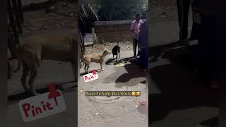 Happiness is feeding street dogs🐶😋shorts shortsfeed ytshorts youtubeshorts dog doglover [upl. by Anuahs]