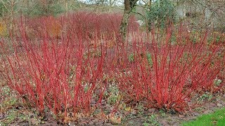 ⟹ Red Twig Dogwood  Cornus sericea  Trees of north America [upl. by Leveroni]