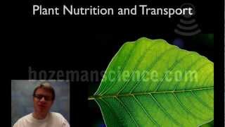 Transport In Plants  Water Movement  Water Uptake in root  Root Pressure  Section 13 [upl. by Perusse]