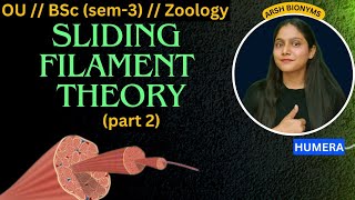 Sliding filament theory part 2  Osmania University  Zoology sem 3  Humera [upl. by Nafis657]