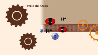 MOOC côté cours  La mitochondrie  production dénergie [upl. by Odnamla]