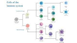 Cells of the Immune System Brittany Anderton [upl. by Joshuah]