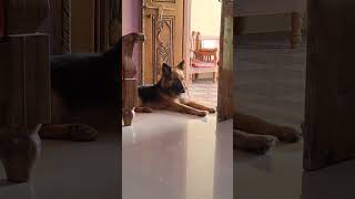 Yaad rakhna love dog doglover animals ytshorts shortvideo [upl. by Llerruj]