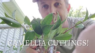 How to Propagate Camellia  Taking Cuttings [upl. by Woermer]