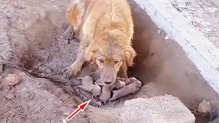 Puppies born in mud the Chained mother dog begs passersby to save them [upl. by Atimed]