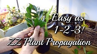 3 EASY Ways To Propagate Your ZZ Plant [upl. by Anniala751]