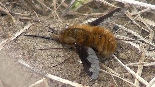 Bombylius Major  Bee Fly  UK wildlife [upl. by Towland]