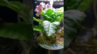 Cooking With Tiffany  AeroGarden [upl. by Frechette]