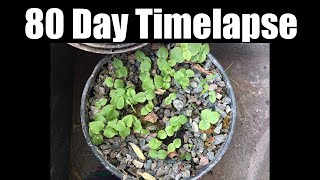 80 Day Timelapse of Psychotria Viridis Seedlings [upl. by Cassella]