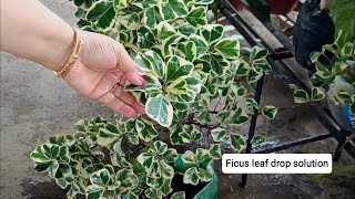 Ficus triangularis best care tips [upl. by Lladnar]