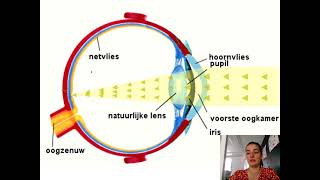 Samenvatting Waarnemen Regeling amp Gedrag 3 VMBO Biologie Voor Jou MAX [upl. by Yknip360]