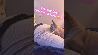 Cats and Dogs Reaction to Farts 😅 funnyanimals catsanddogs fartsprayprank [upl. by Dajma907]