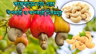 কাজু বাদাম চাষ পদ্ধতি । কাজু বাদামের উপকারী এবং অপকারী দিক সমূহ । Cashew nut cultivation RoufAgro [upl. by Arleen]