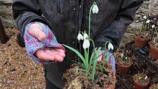 All about Snowdrops [upl. by Rowe]