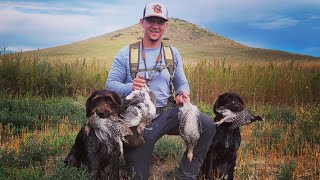 Montana upland hunting 2023 mittendrahthaars montana sharptail [upl. by Aillicec]