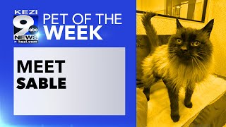 Pet of the Week Sable [upl. by Ffilc]