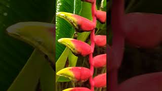 Lobster claw plant  Heliconia rostrata  Beautiful saging saging flowers [upl. by Vullo206]