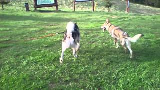 Alaskan malamute vs zboczony Czechosłowacki wilczak [upl. by Loredana]