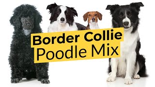 Border Collie Poodle Mix 🐶 Bordoodle 🐶 Border Doodle 🐶 [upl. by Feeley]