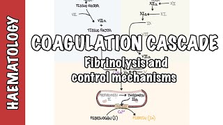 Coagulation Cascade and Fibrinolysis  clotting factors regulation and control mechanism [upl. by Aseena]