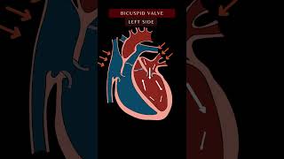 Blood Flow Through the Heart Animation In 1 Minute  Cardiac Physiology bloodflow shorts [upl. by Potts]