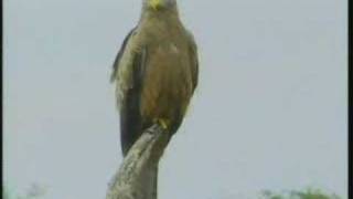 Yellow Billed Kite [upl. by Teews]