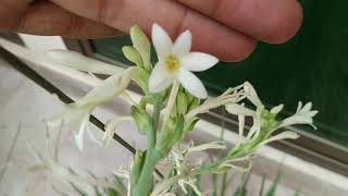 Tuberose  Complete Blooming Season Start to End  Polianthes Tuberosa [upl. by Anastasie]