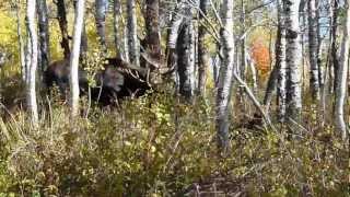 Utah Shiras Moose rut [upl. by Anitrak]