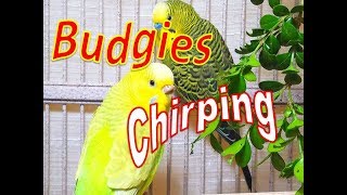 157 Min Budgies Chirping Happy Parakeets Sounds From Summer Heat [upl. by Ariay972]