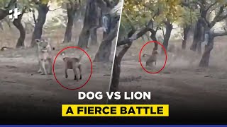 Dog Vs Lion Viral Video A Fierce Battle [upl. by Ballman]