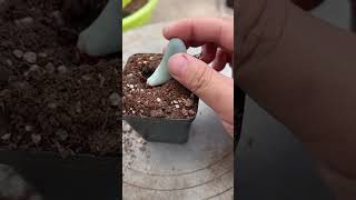 🌵 The Ultimate Guide to Propagating 10000 Succulents succulent plants garden [upl. by Dorej443]